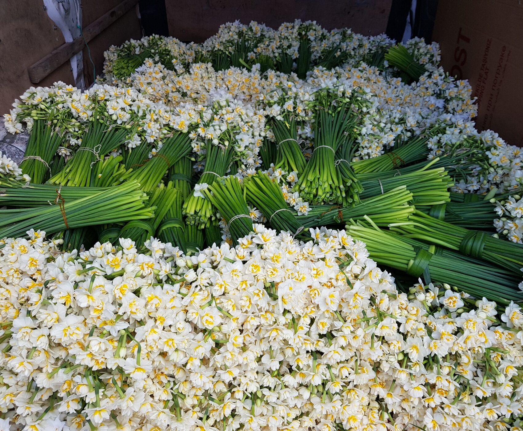 EGE'NİN EN RENKLİ KIŞ FESTİVALİ - NERGİS FESTİVALİ ROTASI