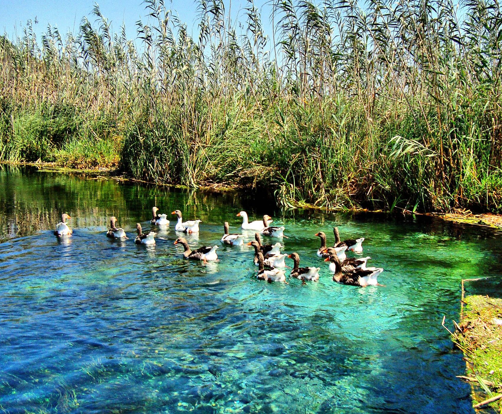 فستیوال غنچه های بادام داتچا
