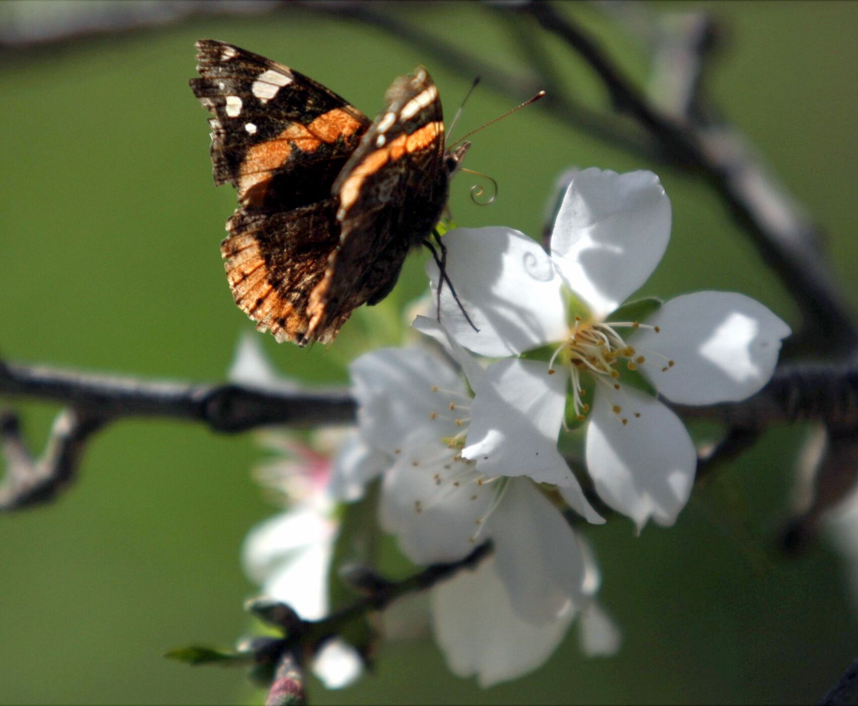 فستیوال غنچه های بادام داتچا