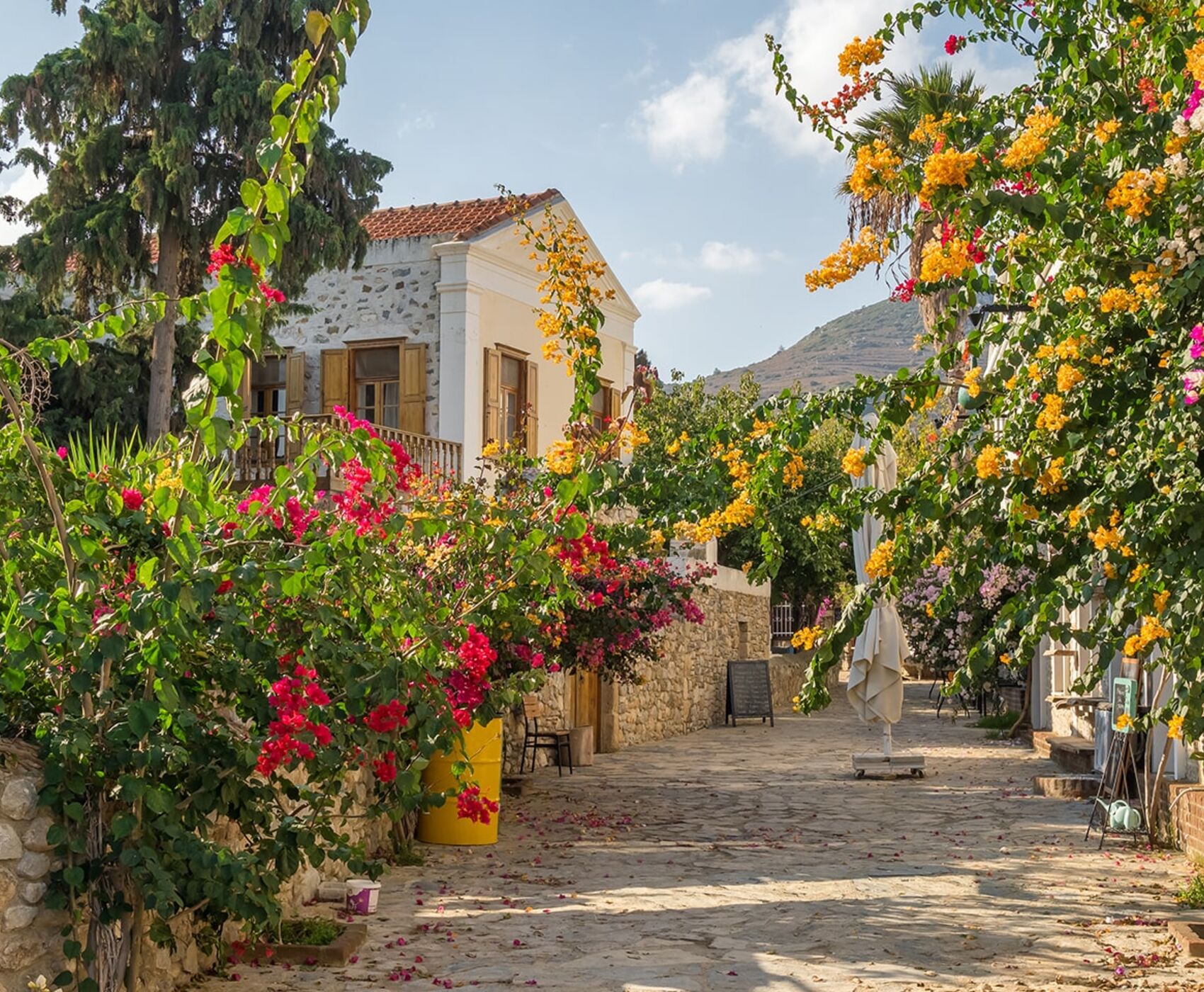 فستیوال غنچه های بادام داتچا