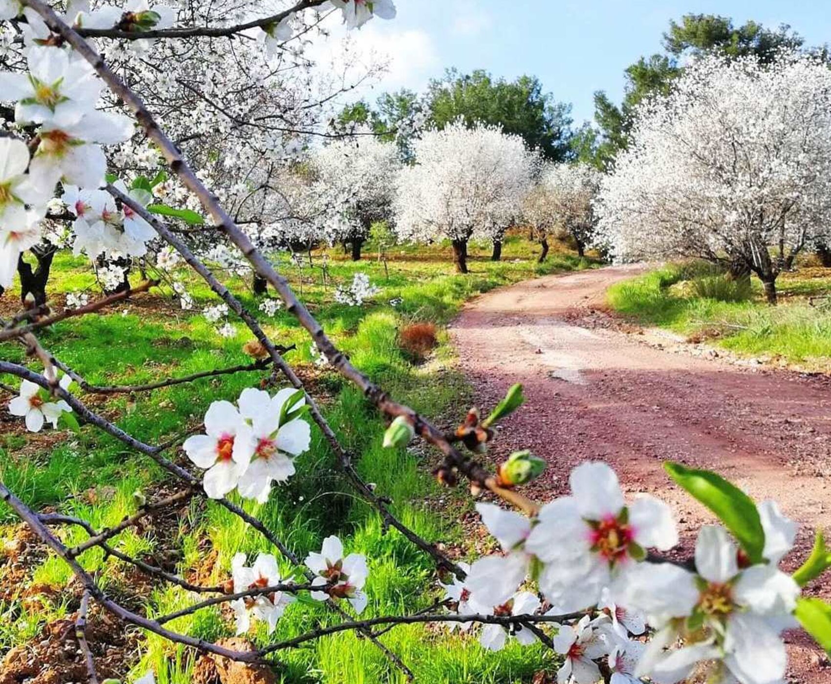 فستیوال غنچه های بادام داتچا