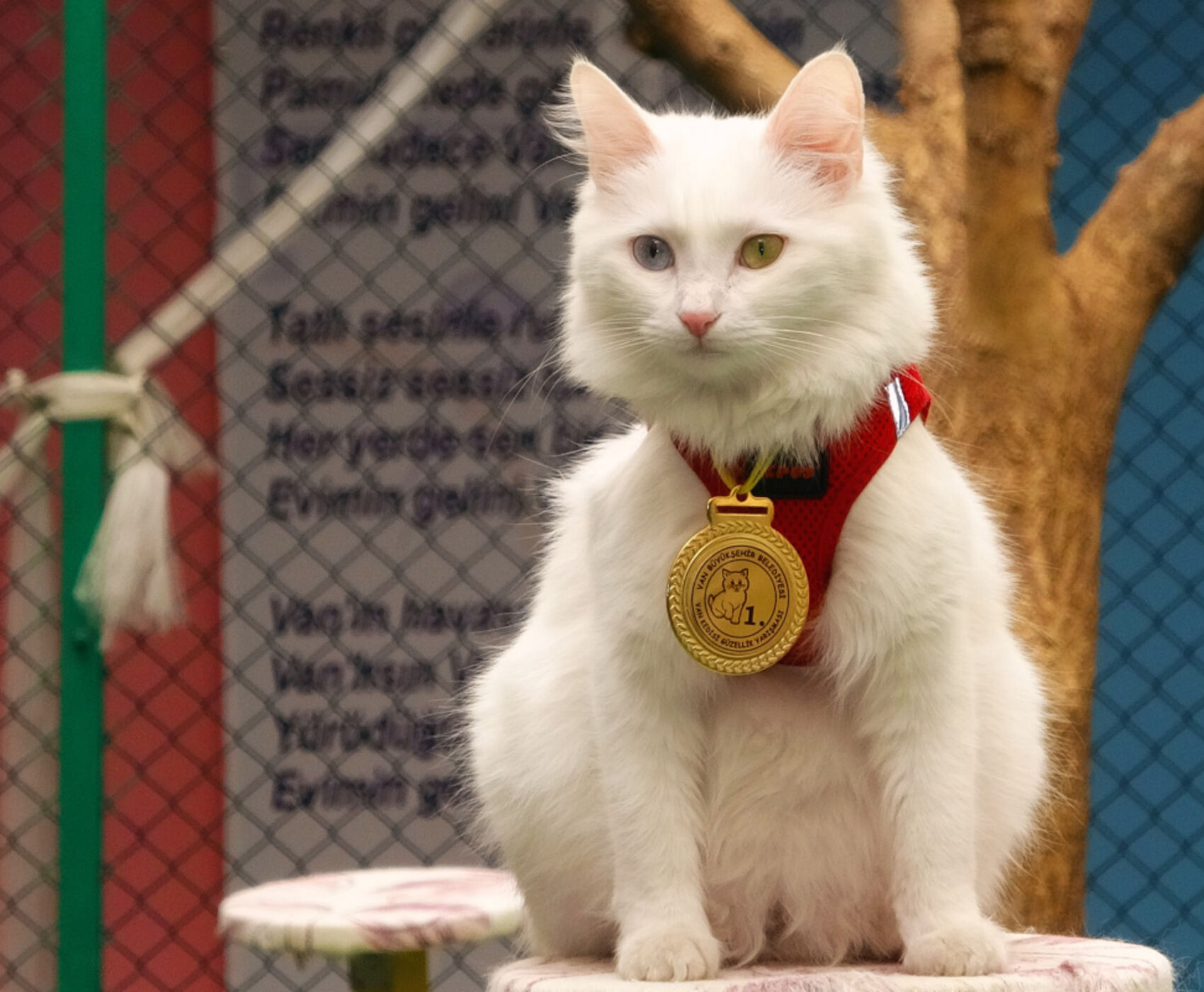 تورهوایی دریای سیاه وان قارص و باتومی هشت شب 