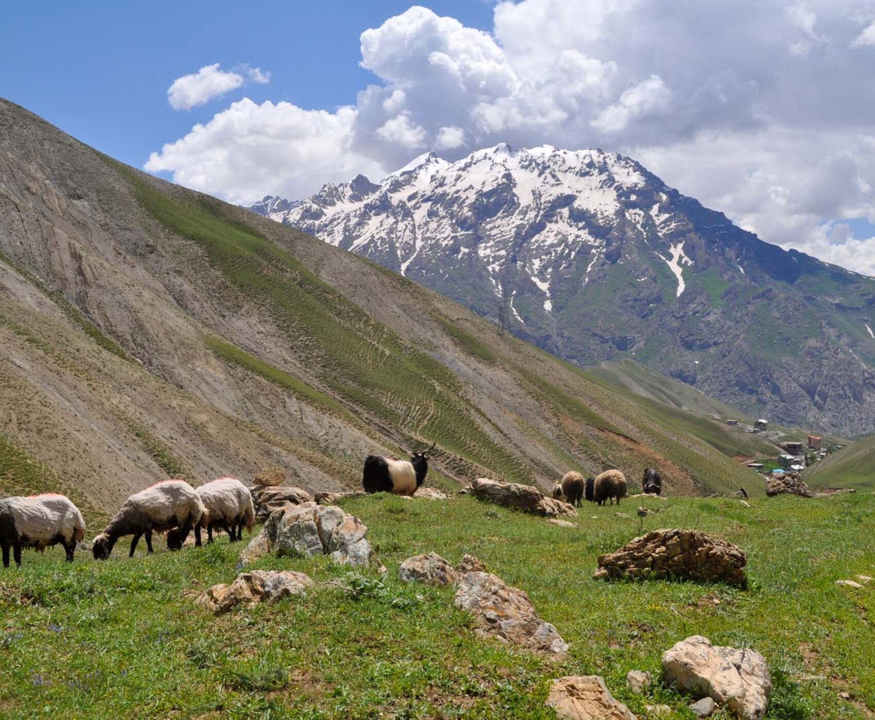 تور هوایی وان هاکاری و ماردین