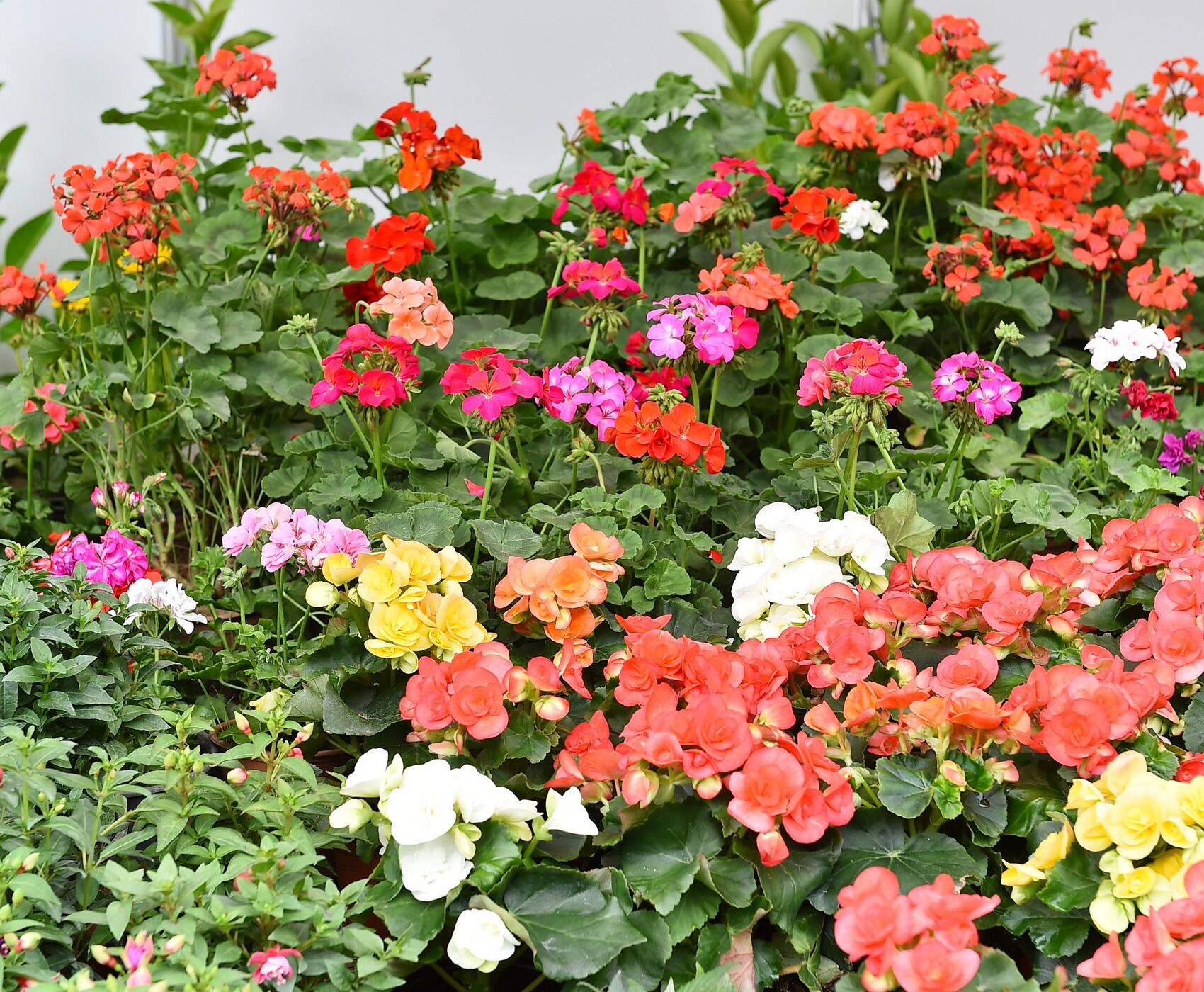 جشنواره گل بایندیر