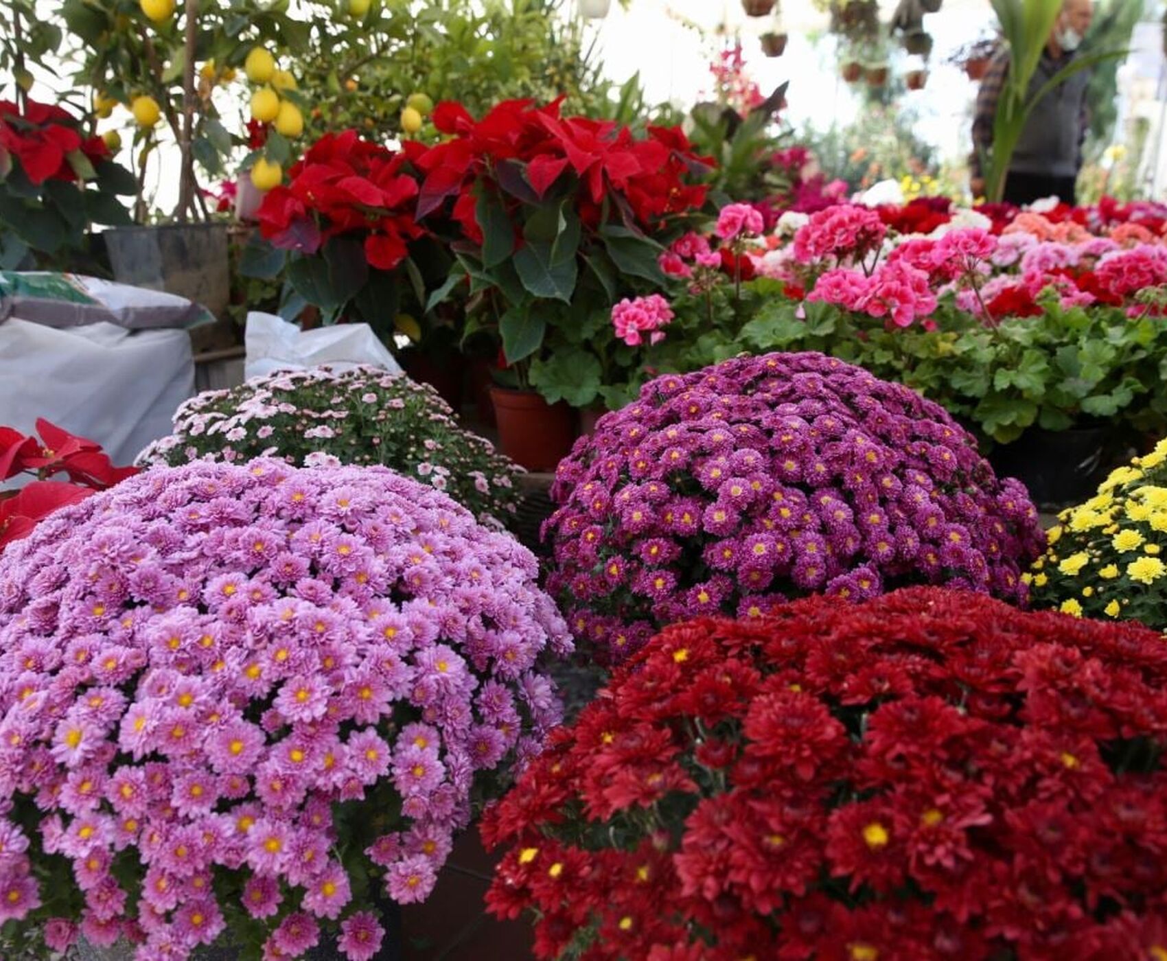 جشنواره گل بایندیر