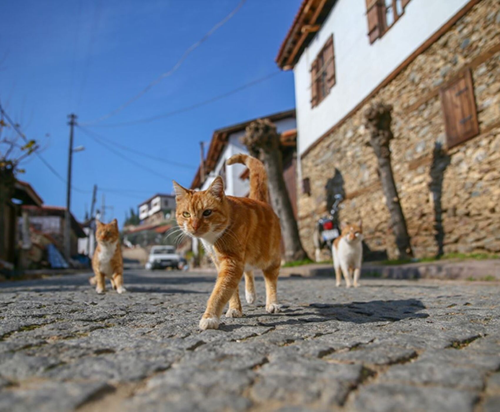 جشنواره گل بایندیر