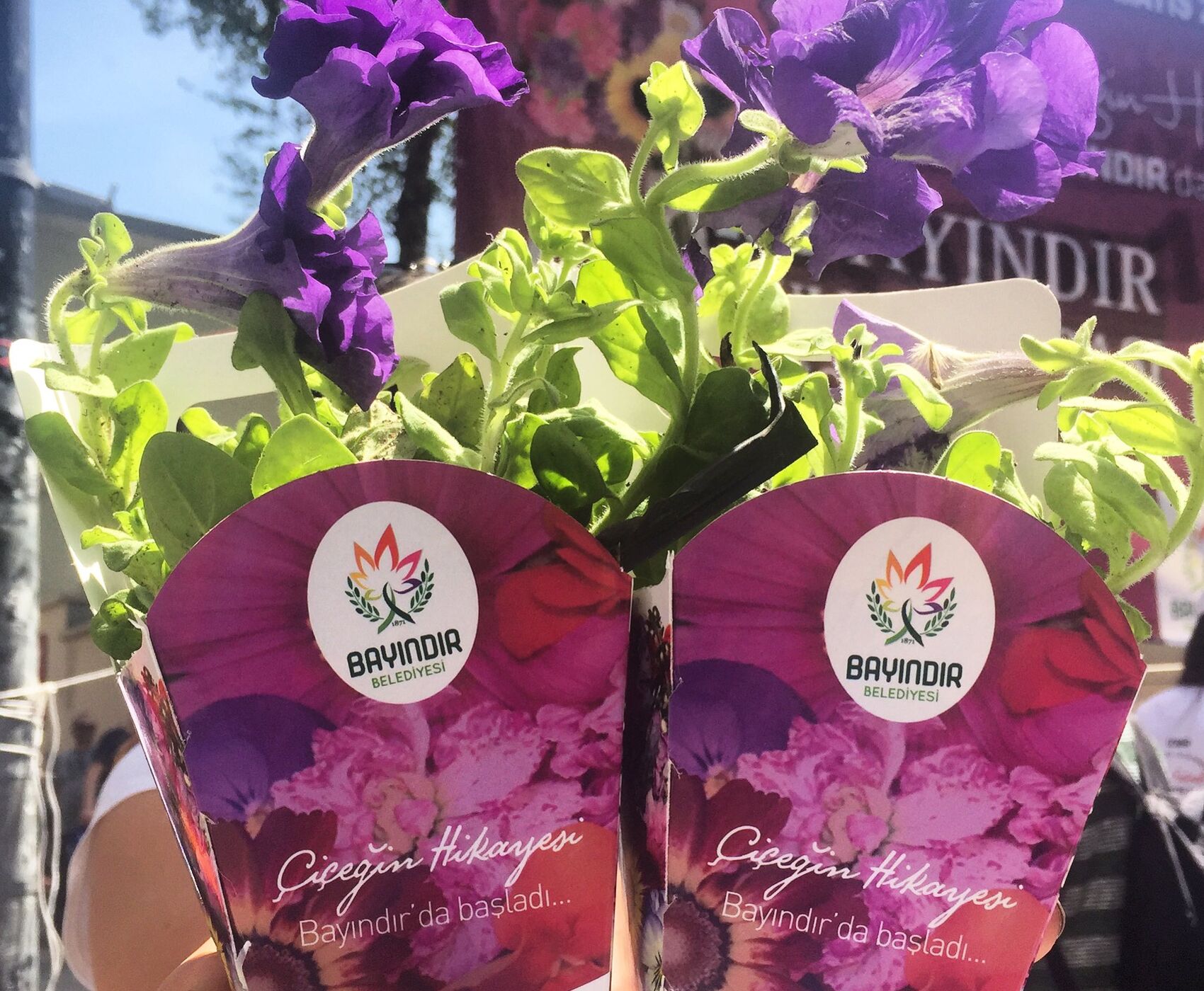 جشنواره گل بایندیر