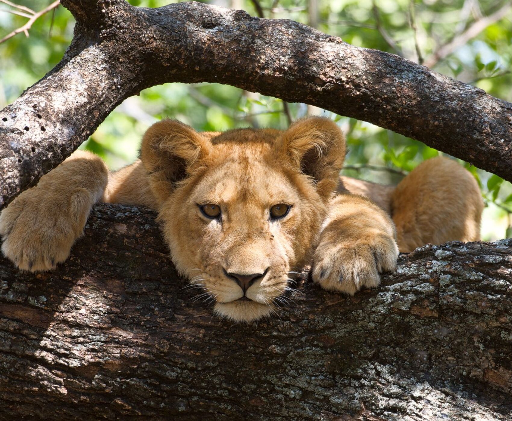 ANTALYA DAN İSTANBUL AKTARMALI TANZANYA & ZANZİBAR