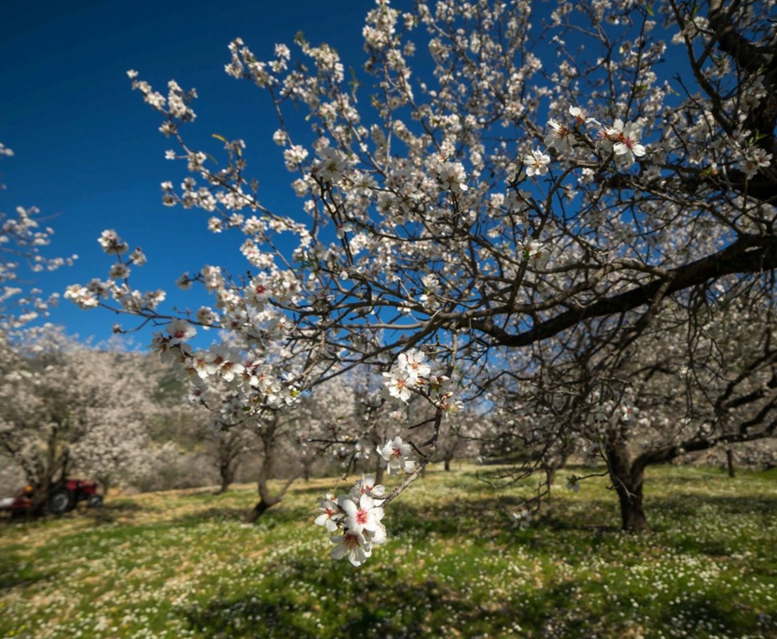 فستیوال غنچه های بادام داتچا
