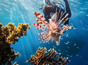 ANTALYADAN DİREKT UÇAKLI HERŞEY DAHİL KAHİRE &SHARM EL SHEİKH KIZILDENİZDEKİ CENNET AKVARYUM!!!!!!