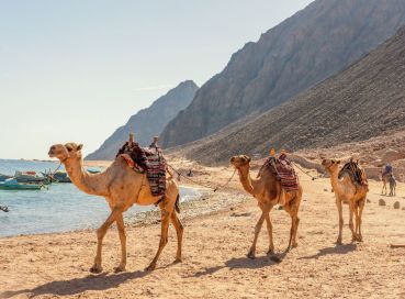 15 Temmuz Demokrasi ve Milli Birlik Günü Özel - Sharm- (Dahab)- Kahire- İskenderiye  Kişi Başı 75 USD’lik Akşam Yemekli İskenderiye Turu Dahil, Sabah Gidiş Her Şey Dahil Konaklamalar 