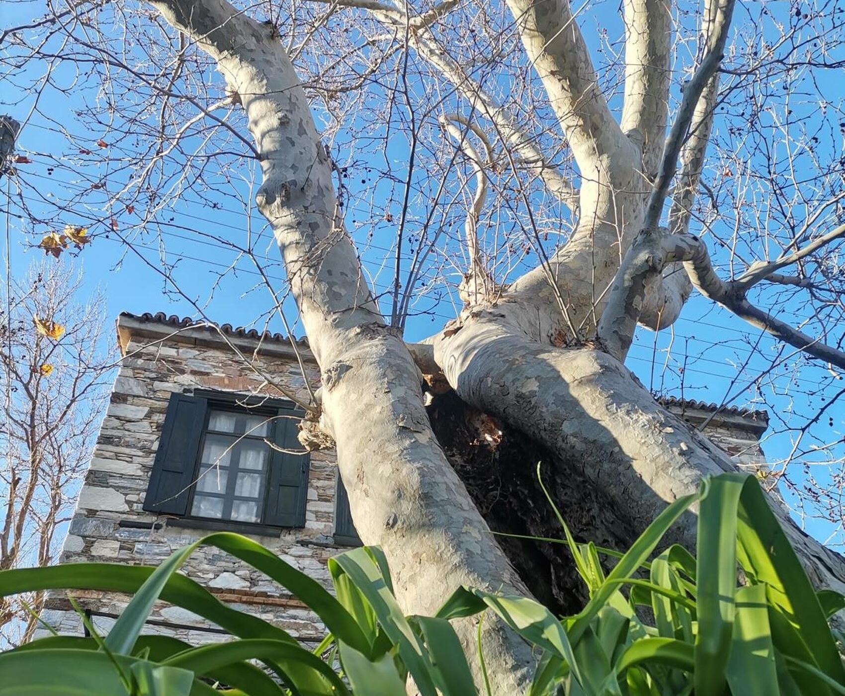 EGE'NİN EN RENKLİ KIŞ FESTİVALİ - NERGİS FESTİVALİ ROTASI